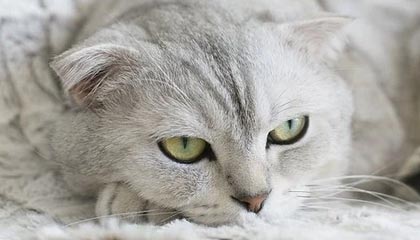 爱游戏体育在线-公牛客场扳平步行者，保持不败，公牛队最新交易资讯